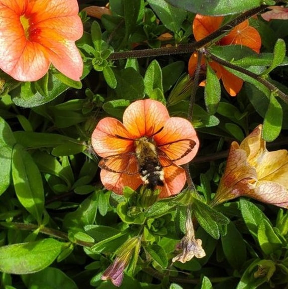 Meet your Posher, Angela - Picture 1 of 1